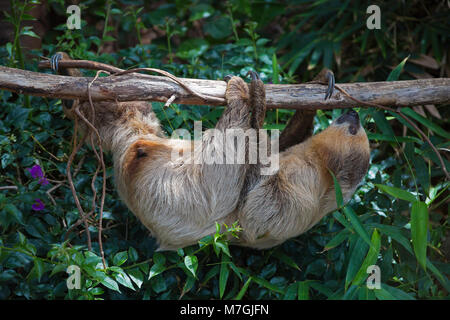 Die Südlichen Two-Toed Choloepus didactylus, Trägheit, ist auch bekannt als LinnaeusÕs zwei-toed Sloth und ist in den tropischen Wäldern Südamerikas gefunden. Stockfoto