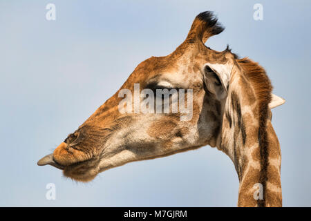 Giraffe-Zunge Stockfoto