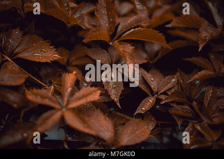 Braune Blätter von 5-Blatt Reben Parthenocissus Subtomentosa mit Tropfen des Regens auf dem Dach. Close up Fotografie mit Makro anzeigen Stockfoto