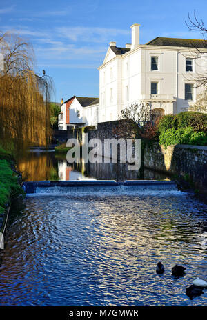 Ein Graureiher in eine Baumkrone über Dawlish Water thront. Stockfoto