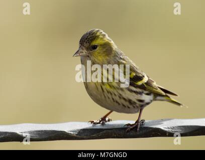 Selektiver Fokus auf einer Leiter siskin Sitzen auf einem Handlauf mit einem weichen Hintergrund, Masuren, Polen Stockfoto