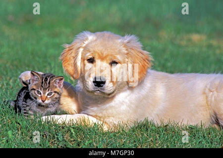 Golden Retriever Welpen und Tabby kitten zusammen auf Gras Stockfoto