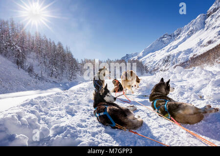 Siberian Husky Schlittenhunde, Breuil-Cervinia, Aostatal, Italien Stockfoto