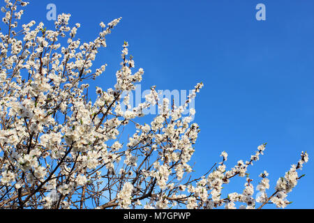 Blühende Aprikose Branchen gegen den blauen Frühlingshimmel. Stockfoto