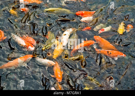 Eine Menge hungriger Koi und Karpfen, den Mund öffnen und darauf warten, gefüttert zu werden. Stockfoto