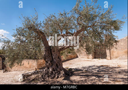 Ein alter Olivenbaum im Innenhof der Villa Fegotto, Chiaramonte Gulfi, Sizilien, Italien (wird als Drehort für die Fernsehserie Inspector Montalbano verwendet) Stockfoto