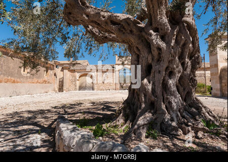 Ein alter Olivenbaum im Innenhof der Villa Fegotto, Chiaramonte Gulfi, Sizilien, Italien (wird als Drehort für die Fernsehserie Inspector Montalbano verwendet) Stockfoto