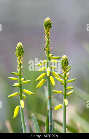 Aloe Vera wurde weithin als Zierpflanze angebaut Stockfoto