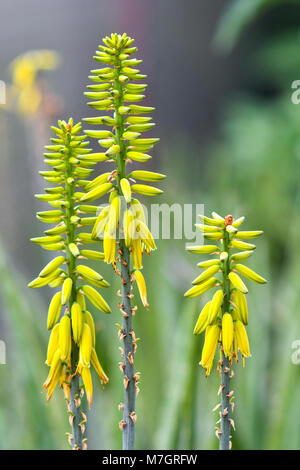 Aloe Vera wurde weithin als Zierpflanze angebaut Stockfoto