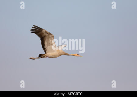 Juvenile Kranich (Grus Grus) im Flug in Khichan in Rajasthan, Indien Stockfoto