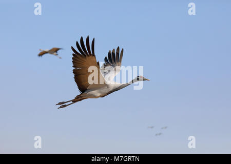 Nach Demoiselle Crane (Grus Jungfrau) im Flug am traditionellen Standort der Khichan in Rajasthan, Indien Stockfoto