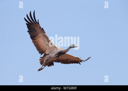 Nach Demoiselle Crane (Grus Jungfrau) im Flug am traditionellen Standort der Khichan in Rajasthan, Indien Stockfoto