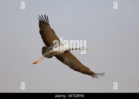 Juvenile Demoiselle Crane (Grus Jungfrau) im Flug am traditionellen Standort der Khichan in Rajasthan, Indien Stockfoto