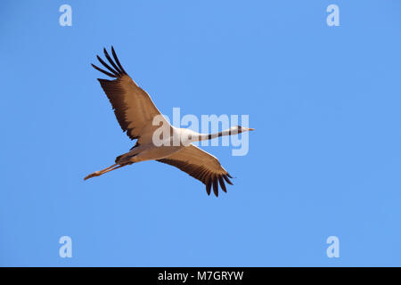 Nach Kranich (Grus Grus) im Flug in der Nähe von Bikaner in Rajasthan, Indien Stockfoto