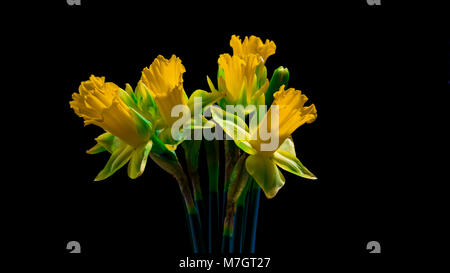 Gelbe Narzissen Blumen auf schwarzem Hintergrund Stockfoto