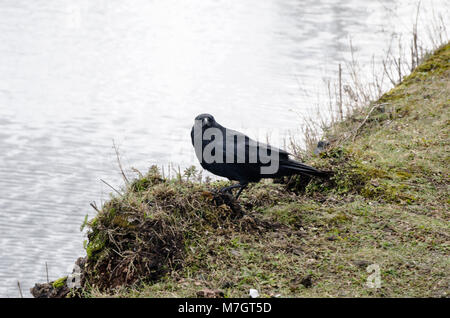 Blackbird sitzen auf Gras durch den Kanal Stockfoto