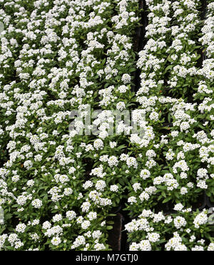 Hintergrund der kleinen weißen Blüten der lobularia maritima auch als alyssum zum Verkauf in einem Gewächshaus Stockfoto