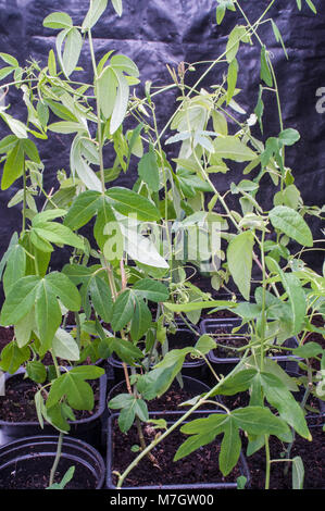 Mehrere junge Passiflora 'caerulea' (blaue Passionsblume) Pflanzen in Töpfen. Stockfoto