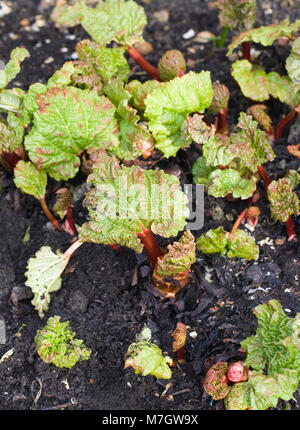 Rheum. Rhabarber im späten Winter im Freien zu schießen beginnen. Stockfoto