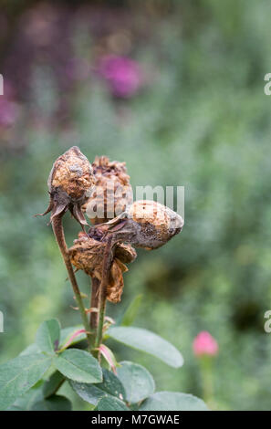 Rose Blüte balling. Stockfoto