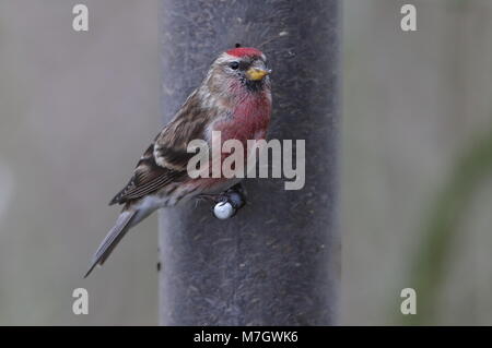 Erwachsene männliche weniger RedpollFinches Stockfoto