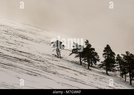 Die steife Pinien gegen Schnee und Nebel, schwarze und weiße Landschaft, schottischen Glen, Glen rinnes, März. Stockfoto