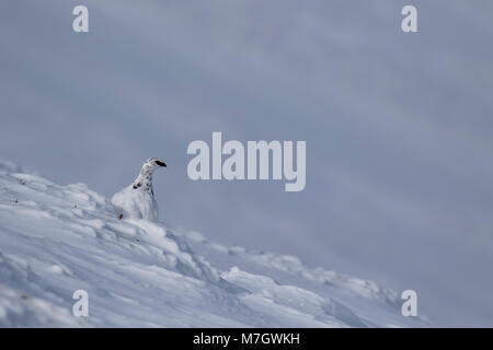 Ptarmigan, Lagopus Muta, Rock, Rock im Schnee im Winter im Cairngorms Nationalpark, März Stockfoto