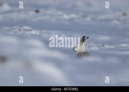 Berg hase Lepus timidus, Hasentiere, Essen, Kratzen auf Schnee Hang in die Cairngorm National Park bedeckt, Schottland Stockfoto