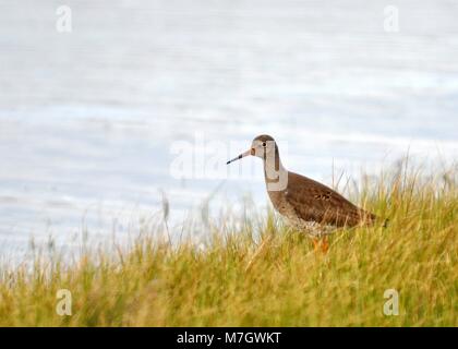 Curlew (Numenius arquata) saß und auf der Suche nach Nahrung, während sie sich zwischen kurzem Gras im Sumpf aufhielt. Elmley Nature Reserve, Kent.