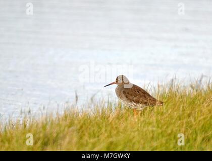 Curlew (Numenius arquata) saß und auf der Suche nach Nahrung, während sie sich zwischen kurzem Gras im Sumpf aufhielt. Elmley Nature Reserve, Kent.