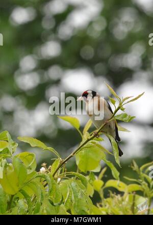 Europäischer Goldfink (Carduelis carduelis), der in einem Baum thront und seitlich zu sehen ist. Stockfoto