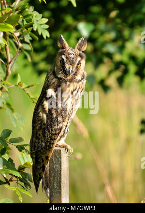 Langohreule (ASIO otus), die auf einem Pfosten thront und nach Beute jagt, detaillierte Nahaufnahme der Kamera. Stockfoto