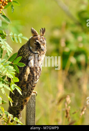 Langohreule (ASIO otus) auf einem Pfosten und Jagd nach Beute, detaillierte Nahaufnahme und Seitenansicht. Stockfoto