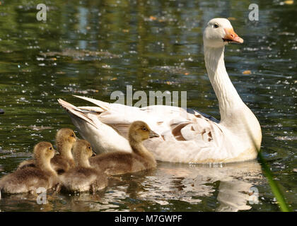 Emden-Gans (Anser anser) oder Hausgänse schwimmen mit Gänsen entlang des langsamen Flusses. Aufgenommen in Kent, Großbritannien. Stockfoto