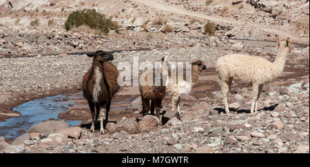 Gruppe von Lamas in Richtung des Regenbogens Tal (Valle Arcoiris), in der Atacama-wüste in Chile Stockfoto