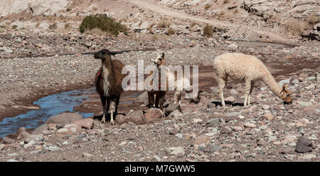 Gruppe von Lamas in Richtung des Regenbogens Tal (Valle Arcoiris), in der Atacama-wüste in Chile Stockfoto