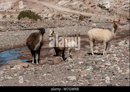 Gruppe von Lamas in Richtung des Regenbogens Tal (Valle Arcoiris), in der Atacama-wüste in Chile Stockfoto