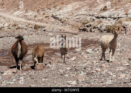 Gruppe von Lamas in Richtung des Regenbogens Tal (Valle Arcoiris), in der Atacama-wüste in Chile Stockfoto