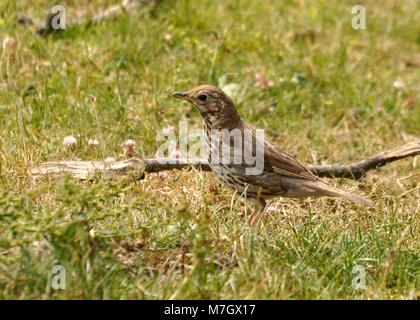 Singdrossel (Turdus philomelos) auf der Nahrungssuche im Grasland. Aufgenommen auf den Isles of Scilly, Großbritannien Stockfoto