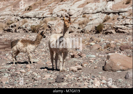 Gruppe von Lamas in Richtung des Regenbogens Tal (Valle Arcoiris), in der Atacama-wüste in Chile Stockfoto