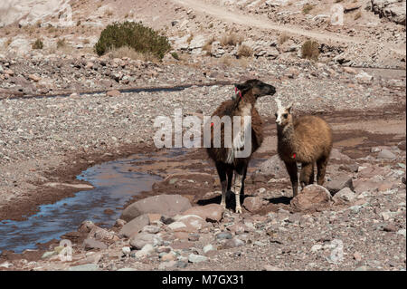 Gruppe von Lamas in Richtung des Regenbogens Tal (Valle Arcoiris), in der Atacama-wüste in Chile Stockfoto