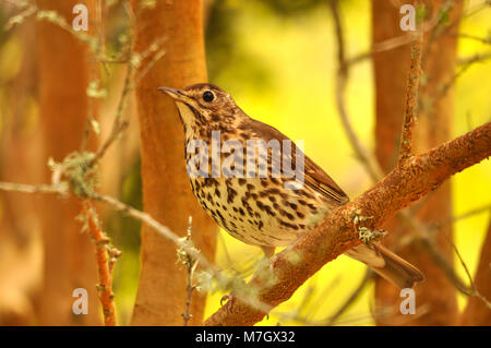 Song Thrush (Turdus philomelos) thronte auf einer Ast-Seite. Aufgenommen auf den Isles of Scilly, Großbritannien Stockfoto