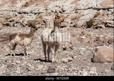 Gruppe von Lamas in Richtung des Regenbogens Tal (Valle Arcoiris), in der Atacama-wüste in Chile Stockfoto