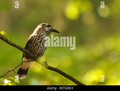 Nussknacker (Nucifraga caryocatactes) auf einem Zweig im Wald. Aufgenommen an den Triberg Wasserfällen, dem Schwarzwald, Deutschland. Stockfoto