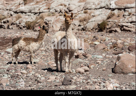 Gruppe von Lamas in Richtung des Regenbogens Tal (Valle Arcoiris), in der Atacama-wüste in Chile Stockfoto