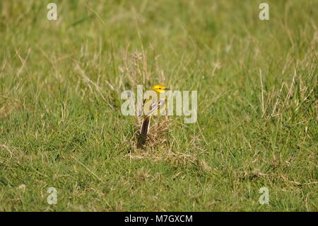 Gelber Wagtail (Motacilla flava) Bild von hinten seitlich blickend. Gefangen im Elmley Nature Reserve, Kent Stockfoto