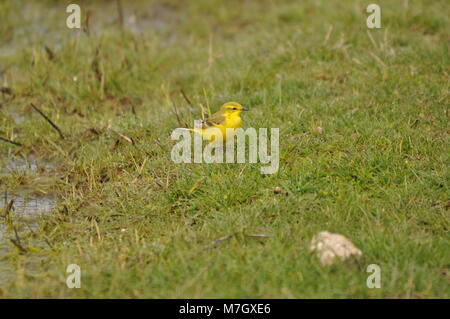 Gelber Wagtail (Motacilla flava) saß auf Gras, seitlich zu sehen. Gefangen im Elmley Nature Reserve, Kent Stockfoto