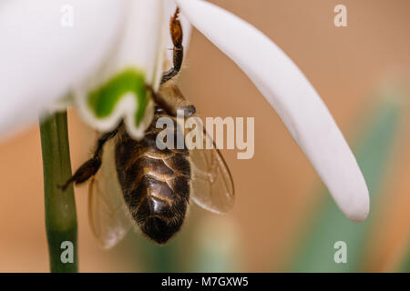 Kleine gemeinsame Schneeglöckchen Blüte im Frühjahr mit Biene im Inneren. Wassertropfen auf einem weißen Blütenblätter. Detaillierte Makroaufnahme. Auch als Galanthus nivalis bekannt Stockfoto