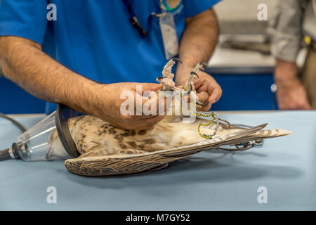 Abu Dhabi, VAE - Jan 11, 2018. Ein Falke auf einem Labortisch nach der Narkose untersucht. Stockfoto