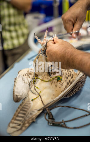 Abu Dhabi, VAE - Jan 11, 2018. Ein Falke ist eine Pediküre im Labor von Falcon Hospital in Abu Dhabi. Stockfoto